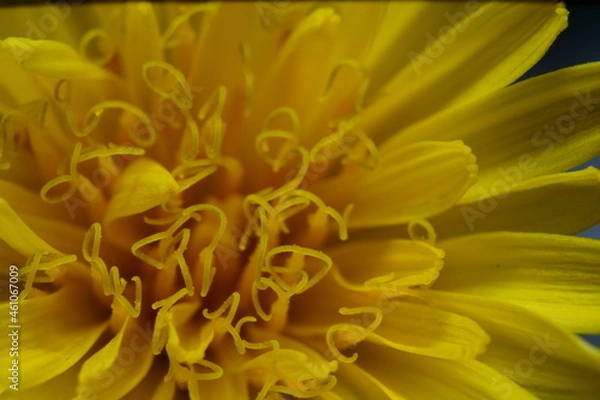 Obraz タンポポの雄蕊のクローズアップ