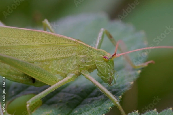 Obraz セスジツユムシのマクロ撮影