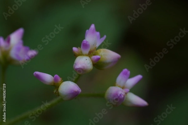 Obraz マメ科の植物のクローズアップ