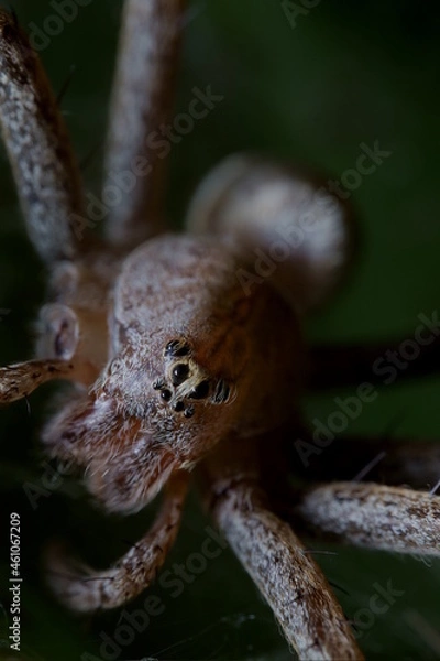 Obraz 迫力のある蜘蛛のマクロ撮影