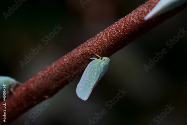 Obraz 枝にとまっているアオバハゴロモのマクロ撮影