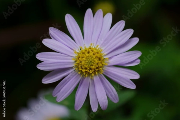 Obraz キク科の花のマクロ撮影