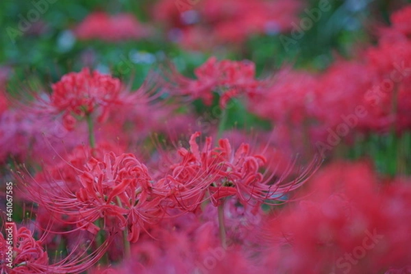 Obraz 野に群生するヒガンバナ