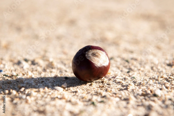 Obraz shell on the sand