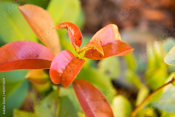 Obraz red and yellow orchid
