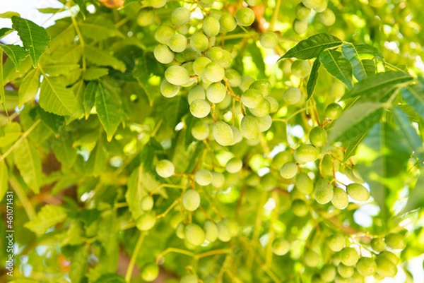 Obraz green leaves background