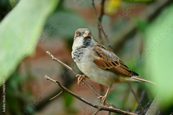 Fototapeta closeup the small brown black sparrows sitting on the tree over out of focus green brown background.