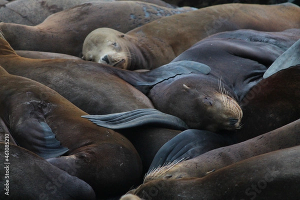 Obraz Seals on the pier
