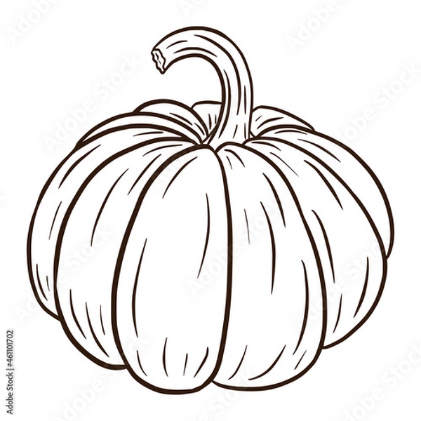 Fototapeta Line Art Ripe Pumkin Illustration. Autumn Food Icon. Fresh squash sketch. Element for autumn decorative design, halloween invitation, harvest, sticker, print, logo, menu, recipe