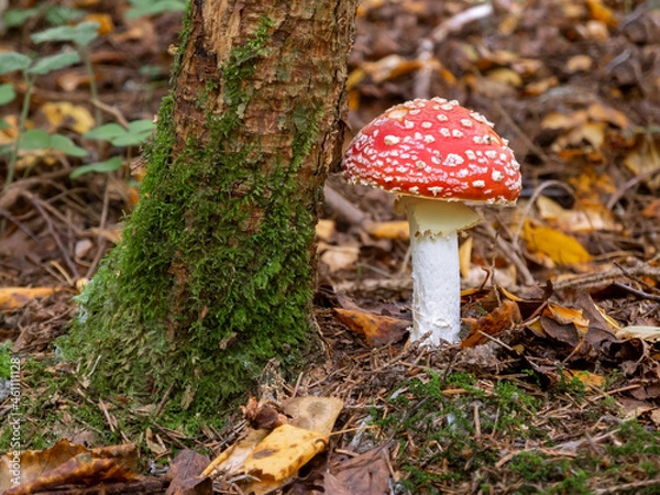 Fototapeta In autumn, the mushroom fly grows near a tree covered with moss