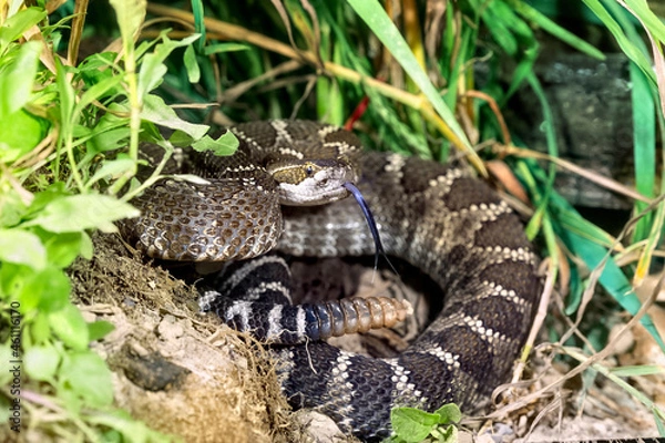 Fototapeta Eastern diamond rattlesnake