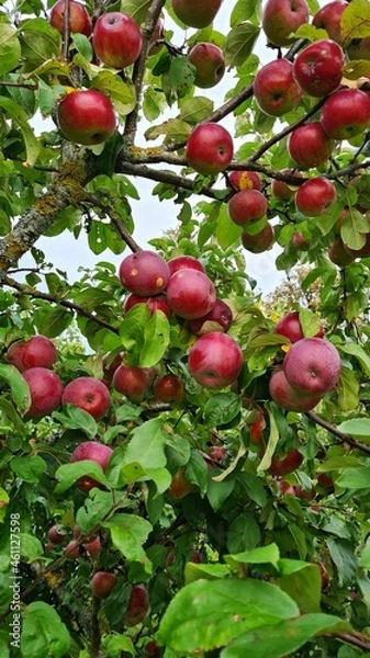 Fototapeta Ripe and delicious red apples on the branches of an apple tree at the beginning of the autumn season