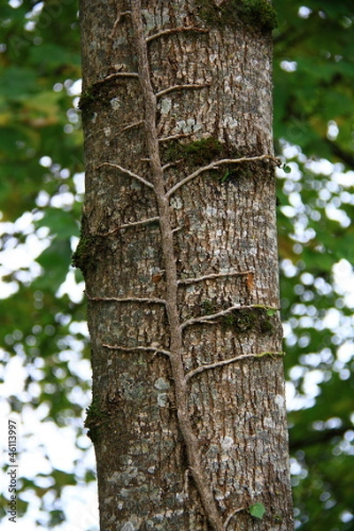 Fototapeta Scey Sur Saone
