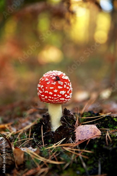 Obraz fly agaric in the forest