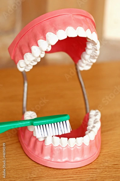 Obraz Teeth demonstration model