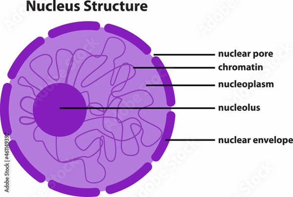 Fototapeta the diagram of Nucleus Structure