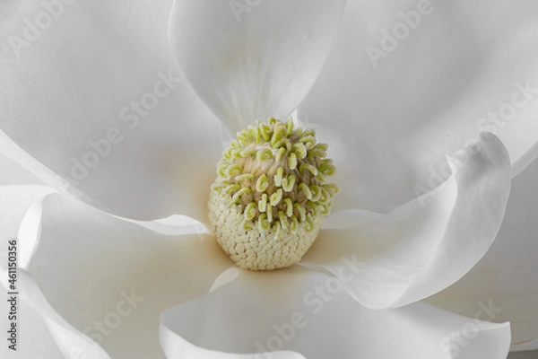 Obraz Magnolia Blossom