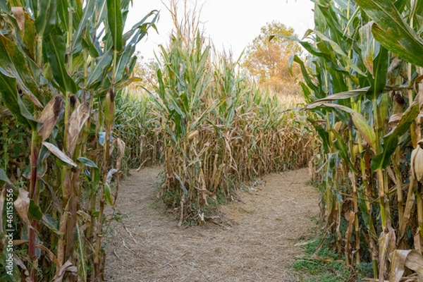 Obraz Corn maze offering two possible ways in the Cuyahoga Valley National Park, Cleveland, OH. 