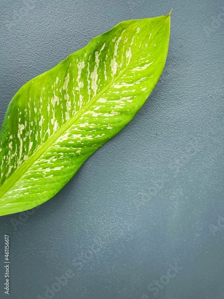Fototapeta His hand hold spotted leave ,Green leaves containing white spots and flecks with clipping path. Exotic tropical leaf, isolated on grey background with clipping path. Close up.
