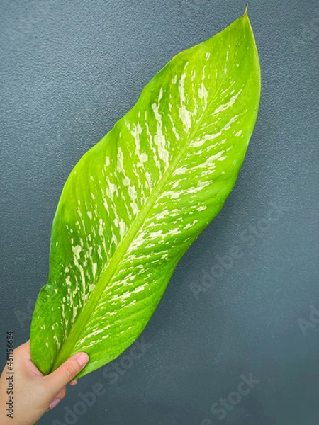 Fototapeta His hand hold spotted leave ,Green leaves containing white spots and flecks with clipping path. Exotic tropical leaf, isolated on grey background with clipping path. Close up.
