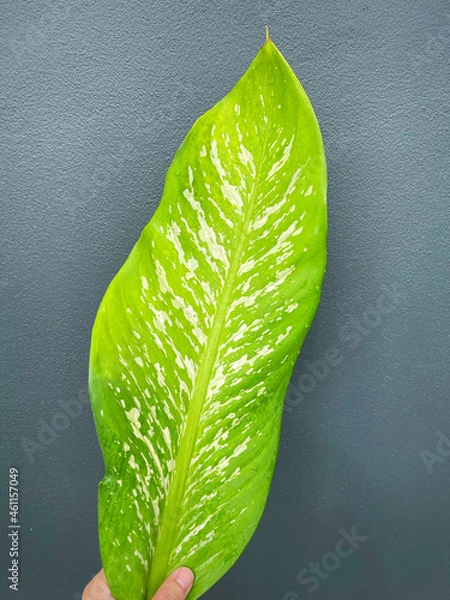 Fototapeta His hand hold spotted leave ,Green leaves containing white spots and flecks with clipping path. Exotic tropical leaf, isolated on grey background with clipping path. Close up.