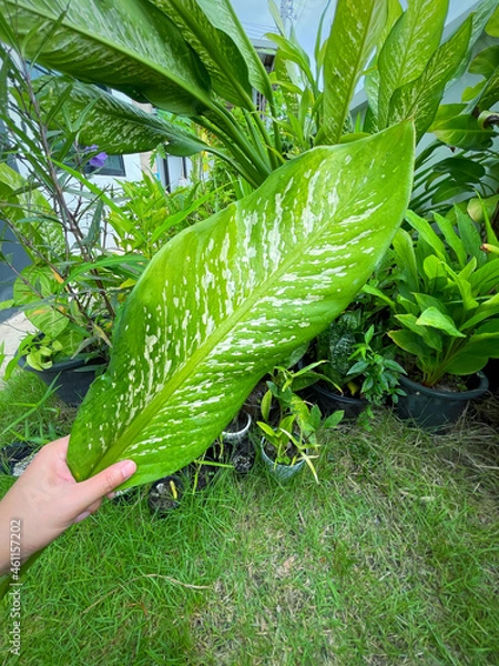 Fototapeta His hand hold spotted leave ,Green leaves containing white spots and flecks with clipping path.Exotic tropical leaf, isolated on garden background with clipping path.Close up.