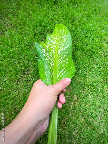 Fototapeta His hand hold spotted leave ,Green leaves containing white spots and flecks with clipping path. Exotic tropical leaf, isolated on green yard background. Close up.