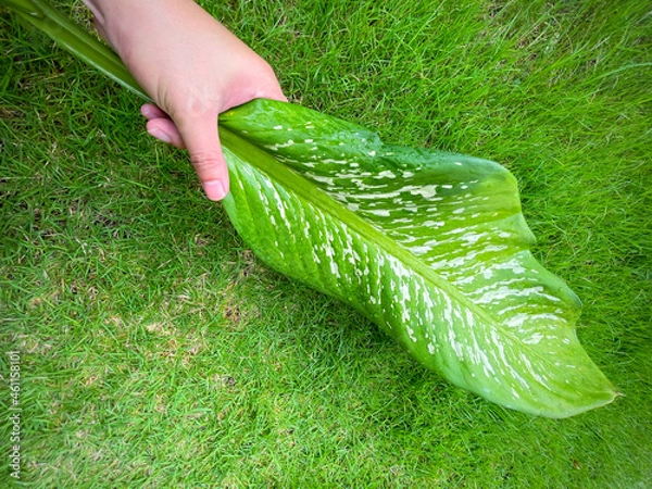 Fototapeta His hand hold spotted leave ,Green leaves containing white spots and flecks with clipping path. Exotic tropical leaf, isolated on green yard background. Close up.