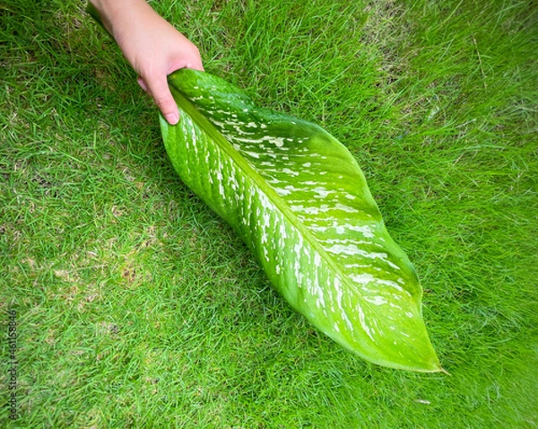 Fototapeta His hand hold spotted leave ,Green leaves containing white spots and flecks with clipping path. Exotic tropical leaf, isolated on green yard background. Close up.