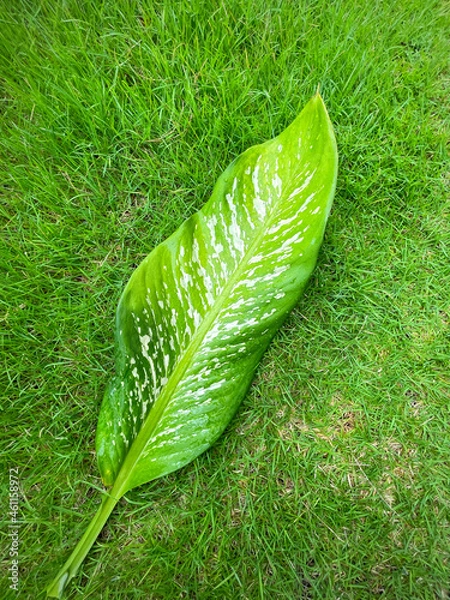 Fototapeta His hand hold spotted leave ,Green leaves containing white spots and flecks with clipping path. Exotic tropical leaf, isolated on green yard background. Close up.
