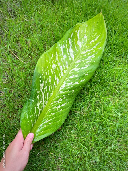 Fototapeta His hand hold spotted leave ,Green leaves containing white spots and flecks with clipping path. Exotic tropical leaf, isolated on green yard background. Close up.