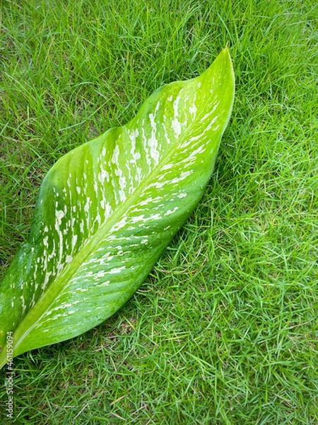Fototapeta His hand hold spotted leave ,Green leaves containing white spots and flecks with clipping path. Exotic tropical leaf, isolated on green yard background. Close up.