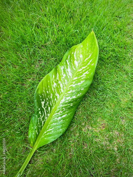 Fototapeta His hand hold spotted leave ,Green leaves containing white spots and flecks with clipping path. Exotic tropical leaf, isolated on green yard background. Close up.