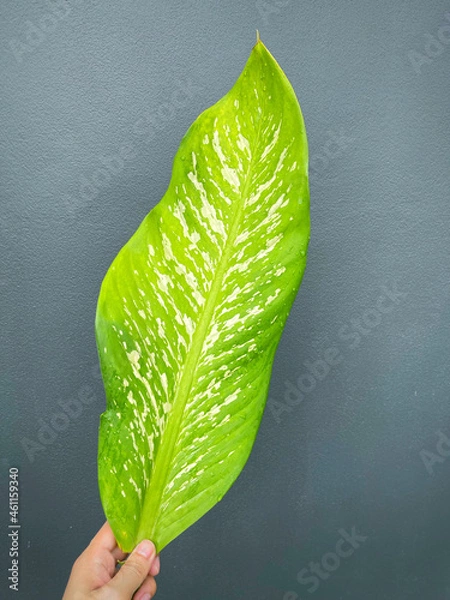 Fototapeta His hand hold spotted leave ,Green leaves containing white spots and flecks with clipping path. Exotic tropical leaf, isolated on grey background with clipping path. Close up.