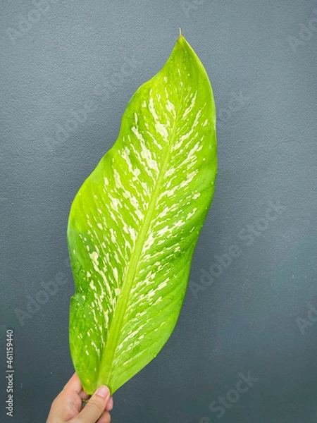 Fototapeta His hand hold spotted leave ,Green leaves containing white spots and flecks with clipping path. Exotic tropical leaf, isolated on grey background with clipping path. Close up.