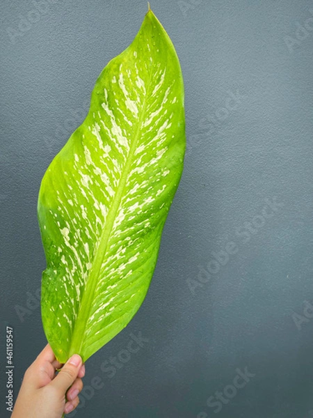 Fototapeta His hand hold spotted leave ,Green leaves containing white spots and flecks with clipping path.Exotic tropical leaf, isolated on grey background with clipping path.Close up.