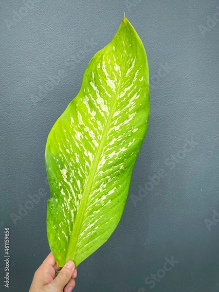 Fototapeta His hand hold spotted leave ,Green leaves containing white spots and flecks with clipping path.Exotic tropical leaf, isolated on grey background with clipping path.Close up.