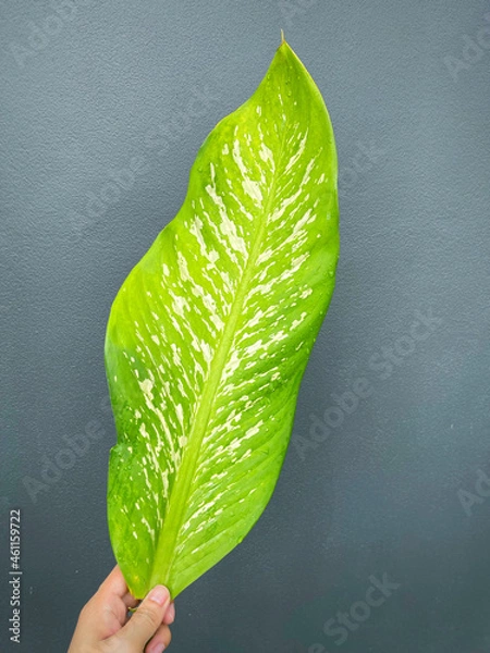 Fototapeta His hand hold spotted leave ,Green leaves containing white spots and flecks with clipping path.Exotic tropical leaf, isolated on grey background with clipping path.Close up.