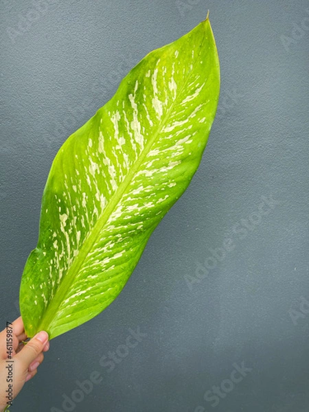 Fototapeta His hand hold spotted leave ,Green leaves containing white spots and flecks with clipping path.Exotic tropical leaf, isolated on grey background with clipping path.Close up.