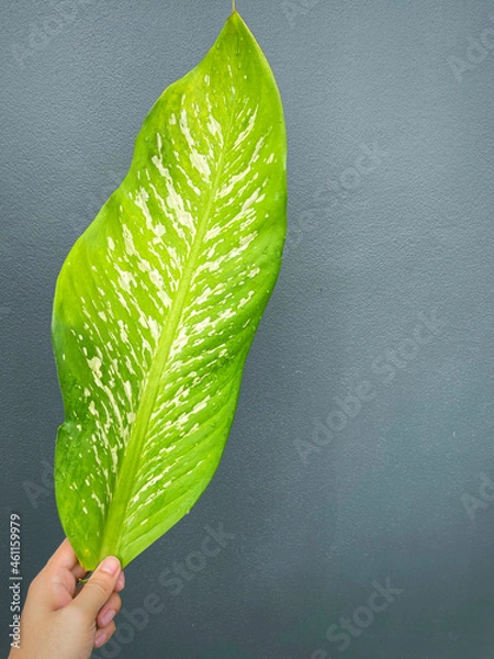 Fototapeta His hand hold spotted leave ,Green leaves containing white spots and flecks with clipping path.Exotic tropical leaf, isolated on grey background with clipping path.Close up.