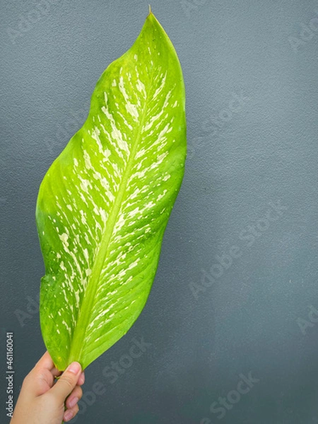 Fototapeta His hand hold spotted leave ,Green leaves containing white spots and flecks with clipping path.Exotic tropical leaf, isolated on grey background with clipping path.Close up.