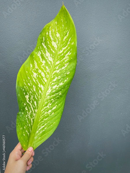 Fototapeta His hand hold spotted leave ,Green leaves containing white spots and flecks with clipping path.Exotic tropical leaf, isolated on grey background with clipping path.Close up.
