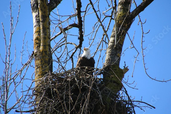 Fototapeta A bald eagle sitting in its nest