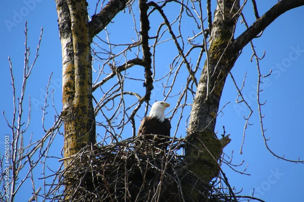 Fototapeta A bald eagle sitting in its nest