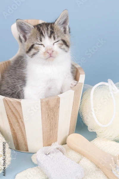 Fototapeta kitten sitting on colored background