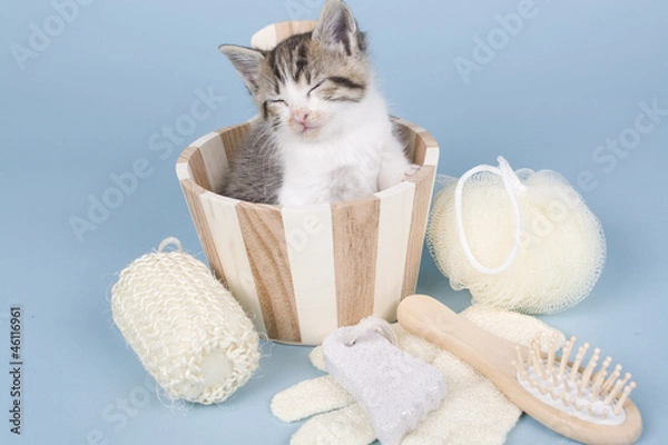 Obraz kitten sitting on colored background