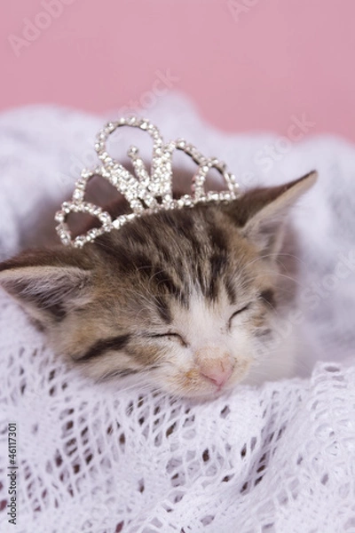 Obraz kitten sitting on colored background