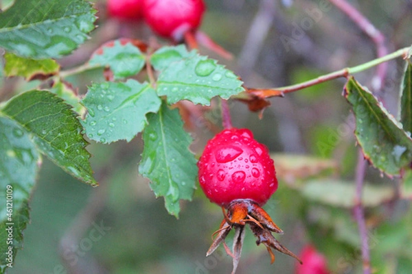 Obraz wild rose hips