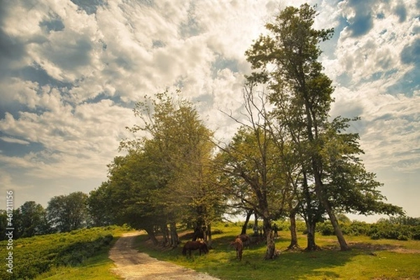 Fototapeta Wonderful summer landscape. Green trees grow on the hillside. The country road goes into the distance. A small grove behind. Golden cumulus clouds create the rays of the sun.