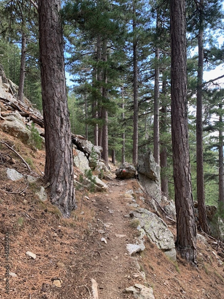 Fototapeta Troncs d'arbres sur le GR20 Corse